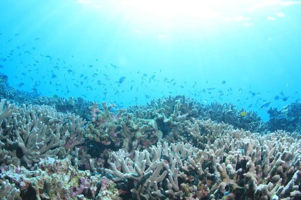 Petit Resort Native Sea Amami Tatsugo Εξωτερικό φωτογραφία